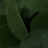 シロツメクサの写真